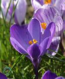 Crocus 8P076D-10